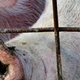 Illustration for article titled The Science of Building the Perfect Pig